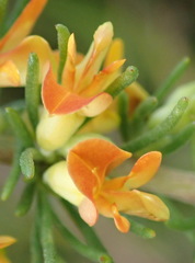 Aspalathus spinosa spinosa