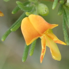 Aspalathus spinosa spinosa