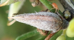 Aspalathus spinosa spinosa