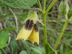 Physalis orizabae