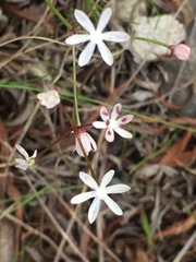 Strumaria tenella tenella