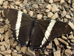 Siproeta epaphus trayja