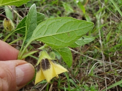 Physalis orizabae