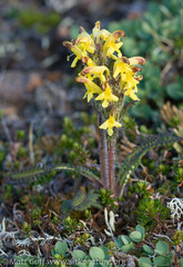 Pedicularis oederi