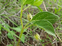 Physalis orizabae