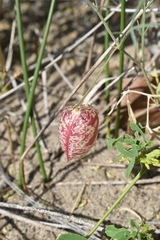 Astragalus ceramicus apus