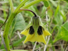 Physalis orizabae