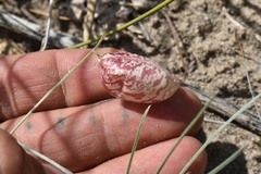 Astragalus ceramicus apus