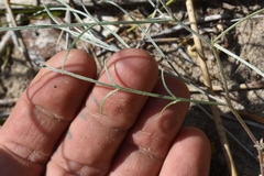 Astragalus ceramicus apus