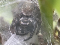 Macaroeris nidicolens