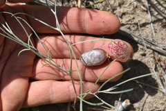 Astragalus ceramicus apus