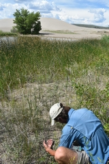 Astragalus ceramicus apus