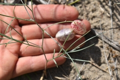 Astragalus ceramicus apus