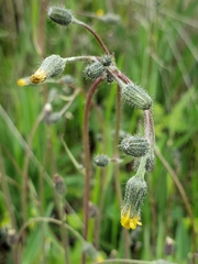Hieracium schultzii