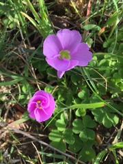 Oxalis zeekoevleyensis