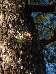 Tillandsia recurvifolia