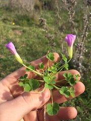 Oxalis zeekoevleyensis