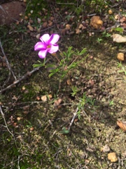 Oxalis engleriana