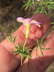 Oxalis engleriana