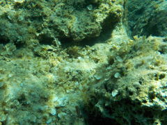 Symphodus mediterraneus