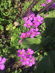 Oxalis zeekoevleyensis