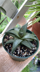 Haworthiopsis tessellata