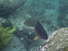 Plectroglyphidodon gascoynei