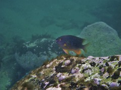 Plectroglyphidodon gascoynei