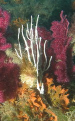 Eunicella singularis