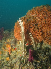 Eunicella singularis