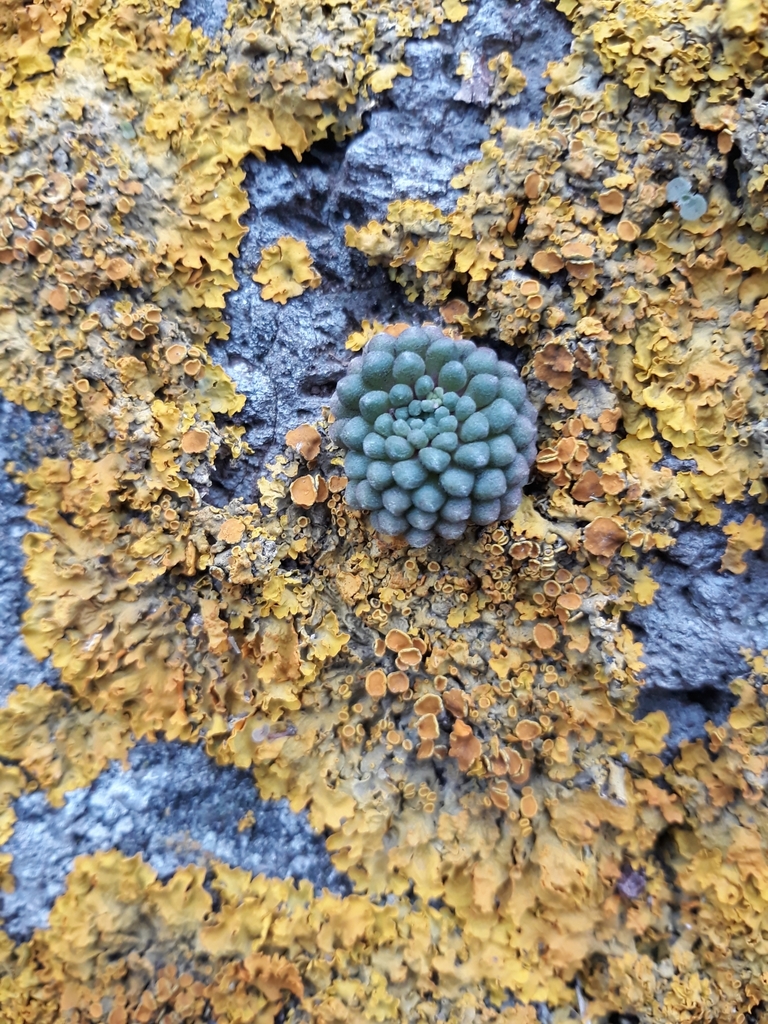 Pelotilla de chinamada