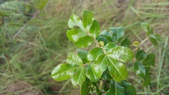 Weinmannia