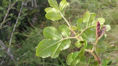 Weinmannia