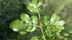 Weinmannia