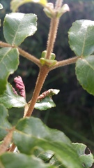 Weinmannia