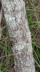 Weinmannia