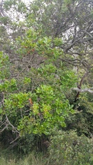 Weinmannia