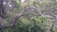 Weinmannia