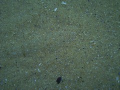 Platycephalus caeruleopunctatus