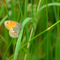 Coenonympha pamphilus
