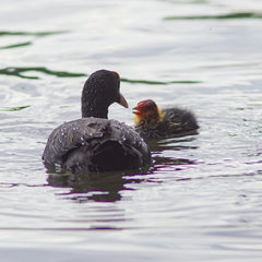 Fulica atra