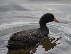 Fulica atra
