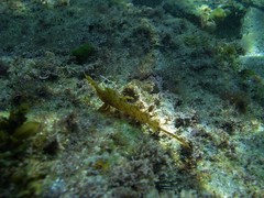 Cristiceps aurantiacus