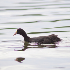 Fulica atra