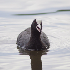 Fulica atra