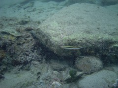 Aspidontus dussumieri