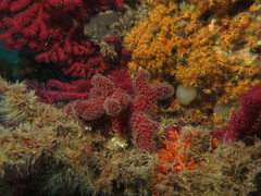 Alcyonium acaule