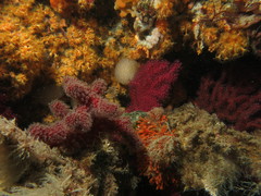 Alcyonium acaule