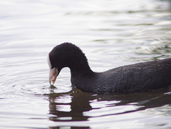 Fulica atra