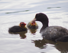 Fulica atra